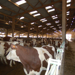 Extension bâtiment agricole Gaec Petit Domaine